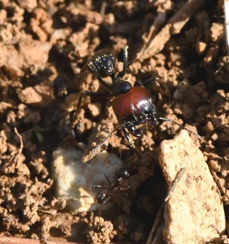 Messor barbarus